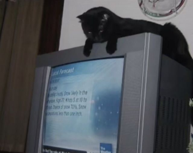  image of black cat sitting on top of computer 