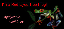 I'm a Red Eyed Tree 